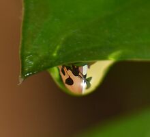 A Drop of Leaves by Eileen Aquiningoc Schwake