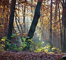 Views: 872 ★★★★★ . Have You Ever Seen the Paradise ? God Bless Love of Life & Autumn Amen ! Dedicated to Love & Phil Collins - Another Day in Paradise. Пусть Бог не последний, СПАСИБО ! by © Andrzej Goszcz,M.D. Ph.D