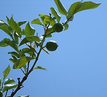 Premature lemon tree by iosifskoufos