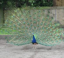 Peacock by Abigail Langridge