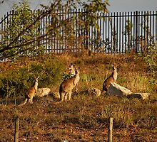 Wildlife in Suburbia by Sea-Change