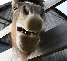 Anyone Seen My Dentures? by Heather King