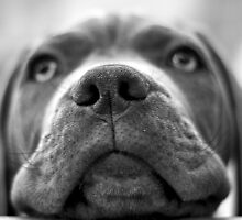 Boring... by Nicoletté Thain Photography