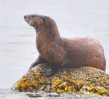 On Alert! by Carl Olsen