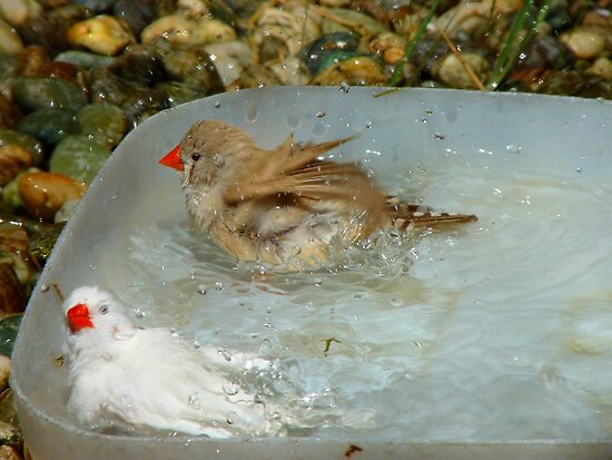 Nz Finches