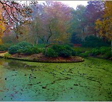 Duck Pool by Janone