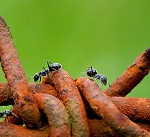 obstacles 2 by Darren Clarke