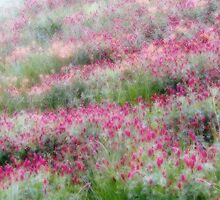 Dreamy Flower Field 10 by Carolyn Fletcher