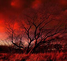 Melancholic Sycamore Tree by the River Tees, in winter clothing. by Ian Alex Blease