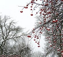 Winter Berries by rocamiadesign