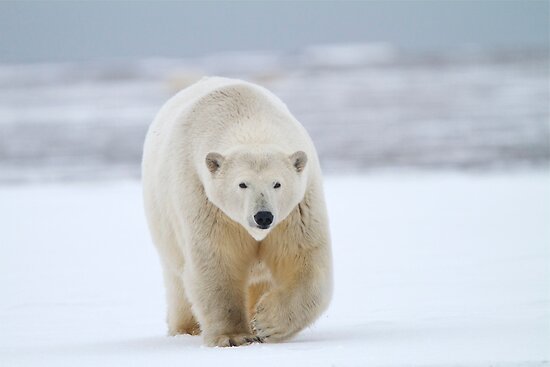 arctic hunter