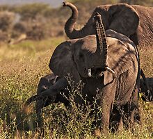 Tasting the Air by Rashid Latiff
