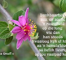 Dankbaarheid by Rina Greeff