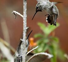 The Sword Fight by Chuck Gardner