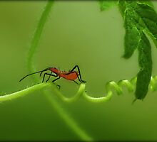 Crossing the vine by saripin