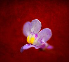 Set me Free by Dragos Dumitrascu