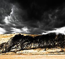 After the Bushfires by Jill Fisher