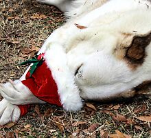 I'm So Ashamed...I Stole Santa's Hat! by Carolyn Fletcher