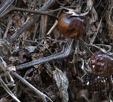 Petrified Tomato Plant by Peter Sheppard
