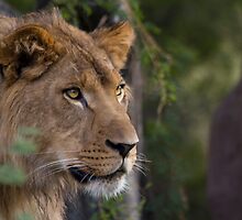 On the Hunt by Sue Cullumber