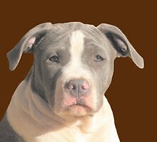 I'm A Pretty Boy by Ginny York