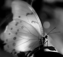Who Needs Colors For Beauty ~ Part One by artisandelimage