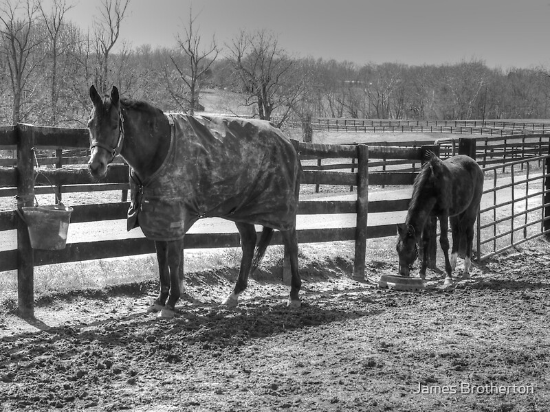 Feeding Time By James Brotherton Redbubble