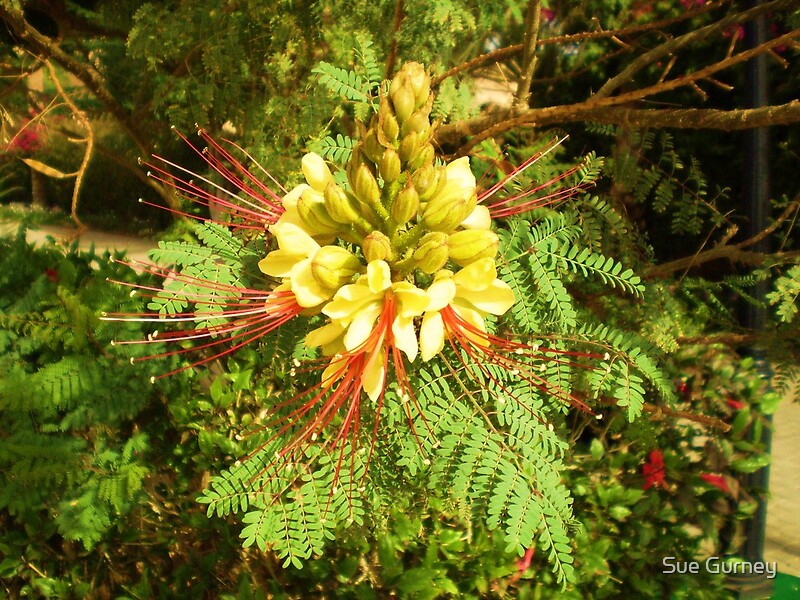 "Beautiful exotic flower in Egypt." by Sue Gurney Redbubble