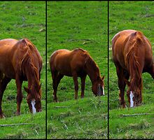 same horse three different positions by roager