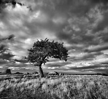 Windswept by Mieke Boynton