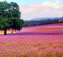 A Field of Lavender by Michael John