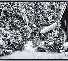 A Snowy Path in the Forest - A Secluded Country Cabin in the Woods after a Canadian Blizzard by Chantal PhotoPix