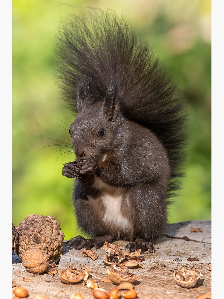 Póster Ardilla roja sentada en un árbol ardilla del bosque Sciurus