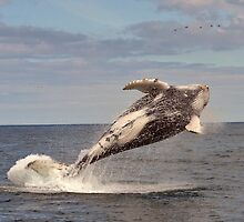 Humpback Breaching by DebYoung