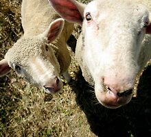 Junior and Lefty by Tamara Kenneally