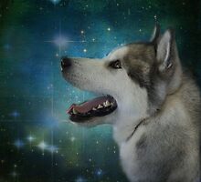 Polar Star Gazer by jodi payne