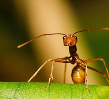 Weaver Ant by Dev Wijewardane