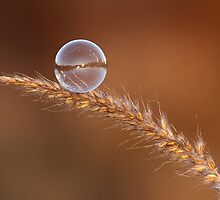 Ephemeral by Bill McMullen