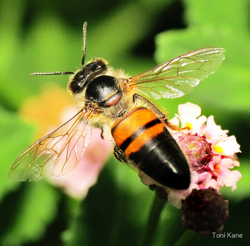 "Bee Wings" by Toni Kane | Redbubble