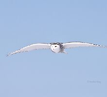 Soaring to new heights by Heather King