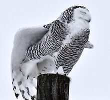 Balance by Heather King