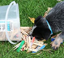 Furry peg assistant by Maggie Hegarty