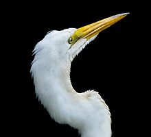 Great White Egret On Alert by Joe Jennelle