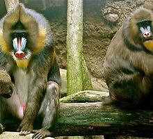 Mandrillus spinx--Mandrill Pair OR..a blinding silence by Sassafras