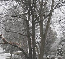 Feb. 19 2012 Snowstorm 16 by dge357