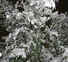 Feb. 19 2012 Snowstorm 36 by dge357