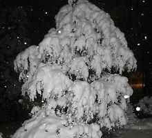 Feb. 19 2012 Snowstorm 52 by dge357