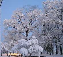 Feb. 19 2012 Snowstorm 75 by dge357