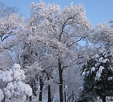 Feb. 19 2012 Snowstorm 77 by dge357
