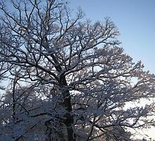 Feb. 19 2012 Snowstorm 118 by dge357